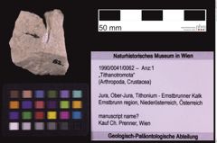 Foto (Objekt + Etiketten) von „Tithanotromota“ (NHMW-GEO-1990-0041-0062)